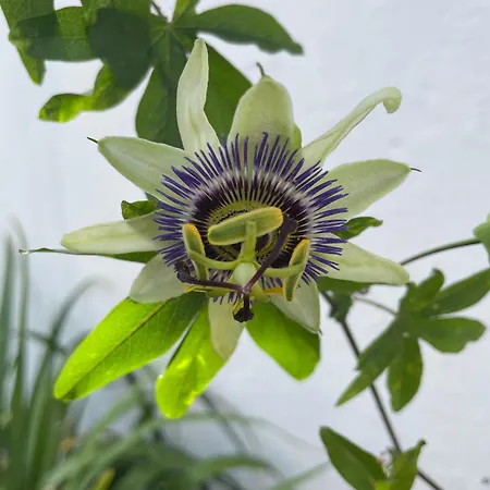 Casa Rosas Carvoeira