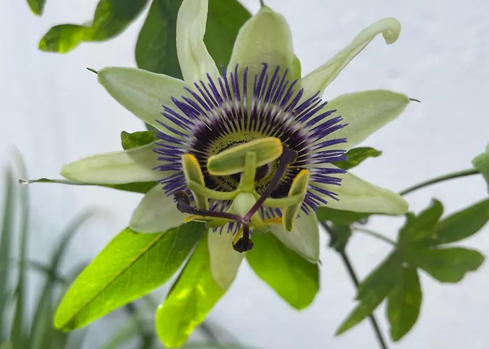 Casa Rosas Carvoeira